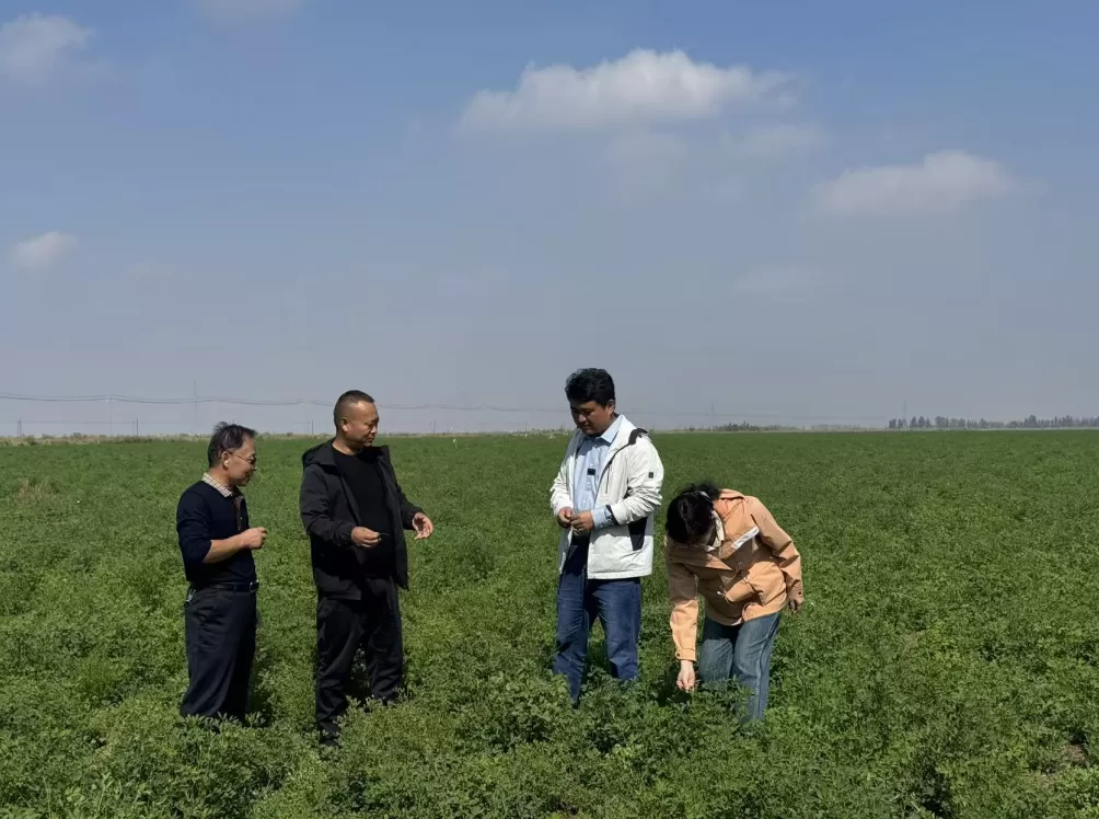 新疆牧草“芯片”：一棵苜蓿的科技兴农实践-第1张图片-