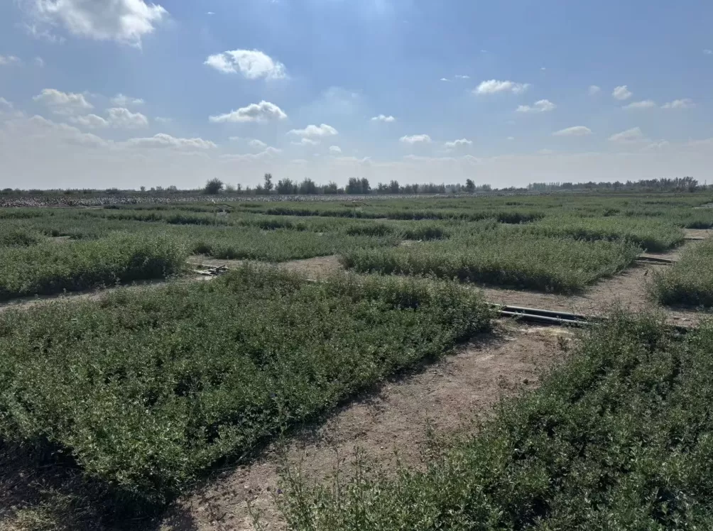 新疆牧草“芯片”：一棵苜蓿的科技兴农实践-第4张图片-