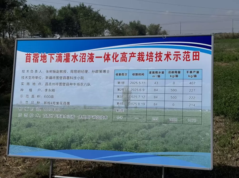 新疆牧草“芯片”：一棵苜蓿的科技兴农实践-第3张图片-