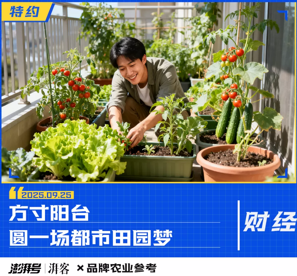 百亿“阳台经济”，谁在买单？-第1张图片-