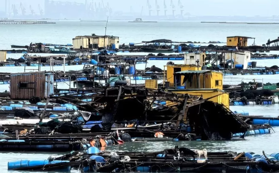 “桦加沙”登陆后的20小时，阳江怎样了？-第2张图片-