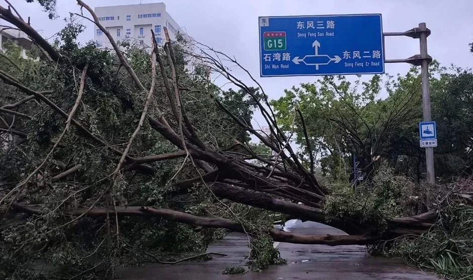 “桦加沙”登陆后的20小时，阳江怎样了？-第7张图片-