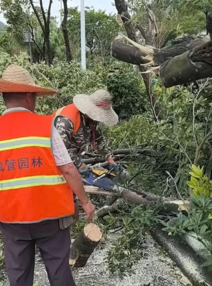 “桦加沙”登陆后的20小时，阳江怎样了？-第52张图片-