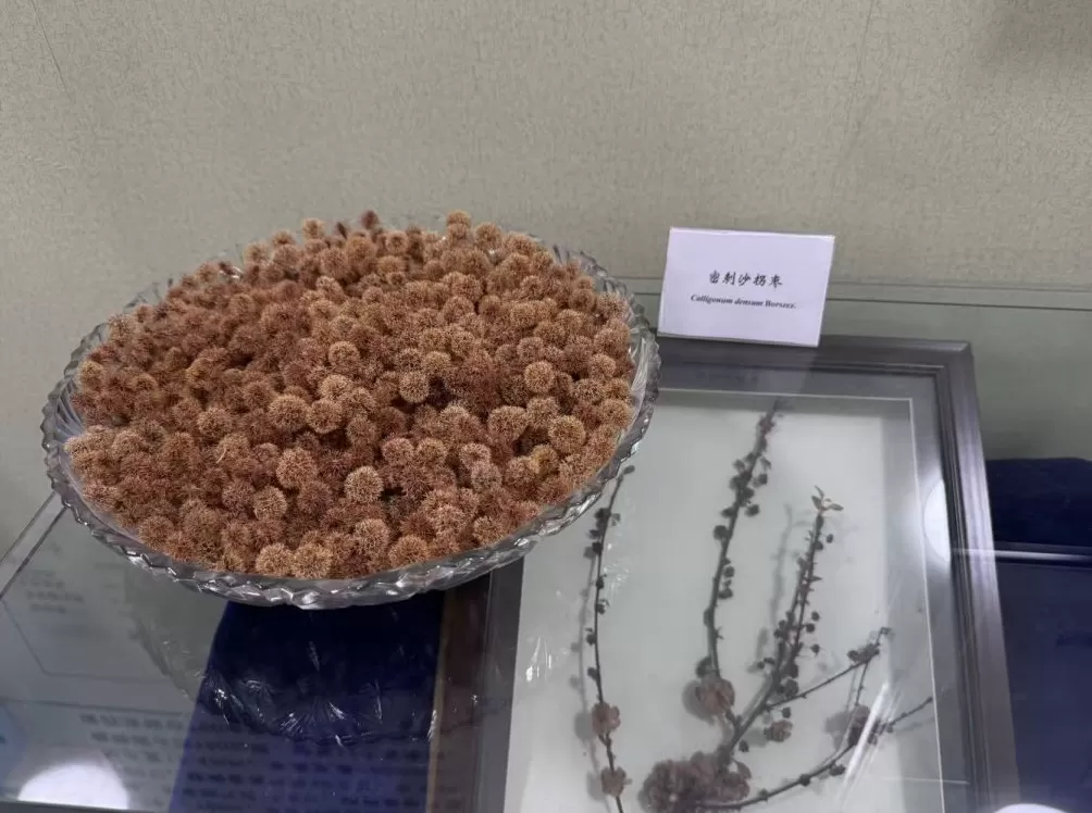 沙漠中的科学绿洲：吐鲁番沙漠植物园50年来引种800余种植物-第2张图片-