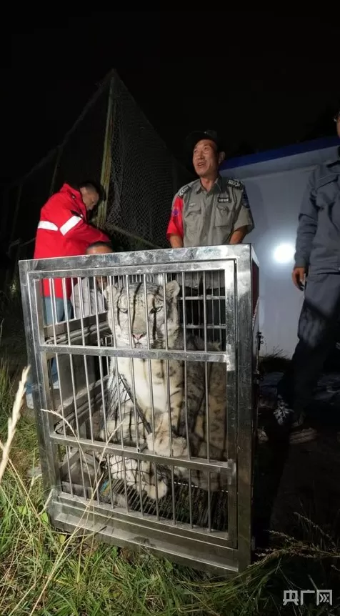 西宁野生动物园今日恢复开放，出逃雪豹“闹闹”计划明日回豹馆-第2张图片-