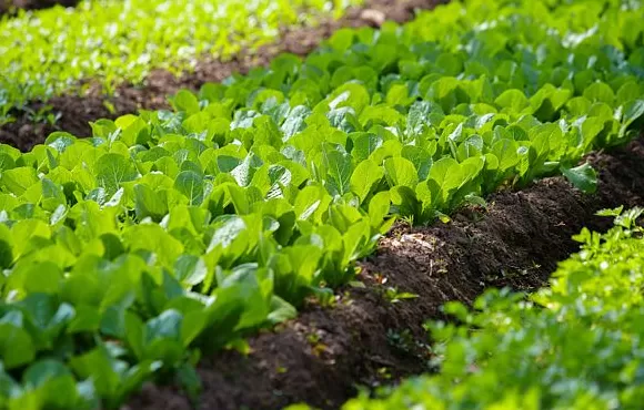 从田间到餐桌的供应链革命-第2张图片-