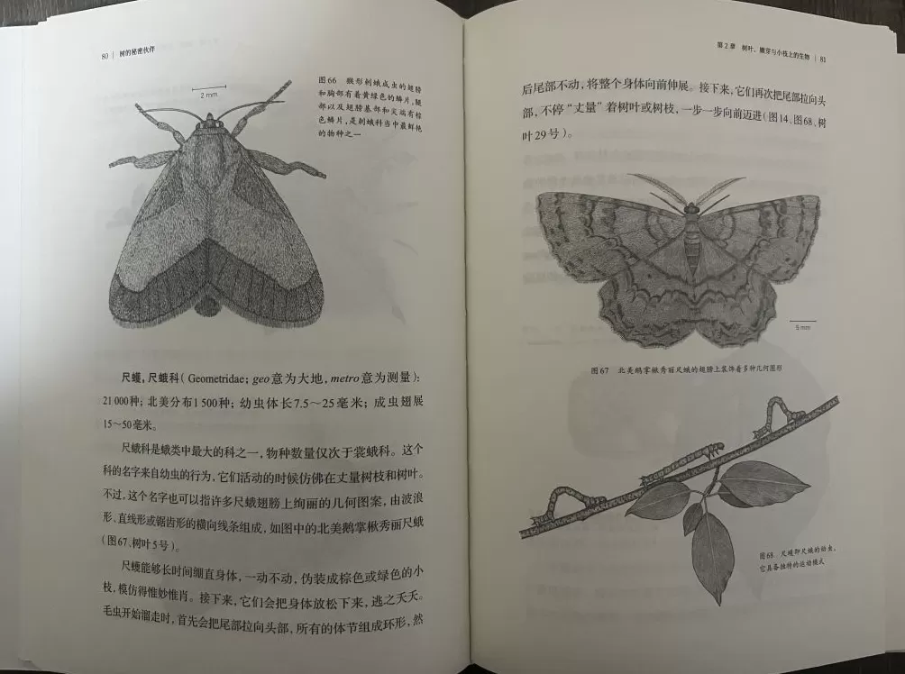 一棵树一个世界，这本书解密树木 “朋友圈” 的生存智慧-第4张图片-