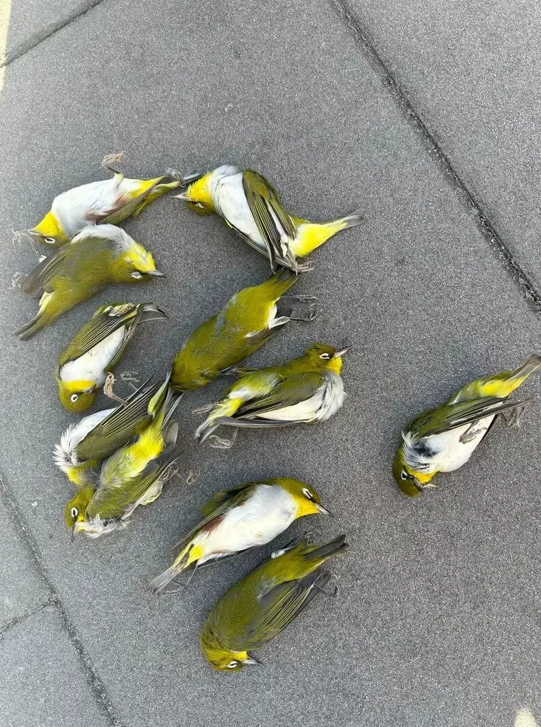 大楼下躺了14只鸟，12只已经死亡！竟是因为玻璃-第1张图片-