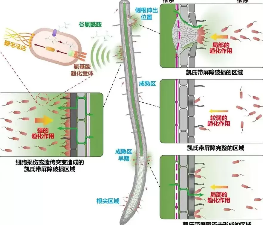 微生物如何在植物根系“安家”？中瑞科学家研究成果登上《科学》封面-第2张图片-