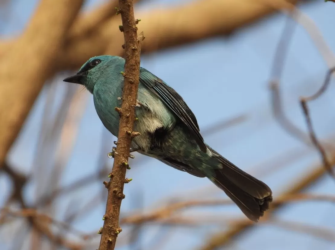 观鸟之旅:我们为什么愿意为一只鸟翻山越岭?|“不基础”旅行-第3张图片- 观鸟之旅:我们为什么愿意为一只鸟翻山越岭?|“不基础”旅行-第3张图片-