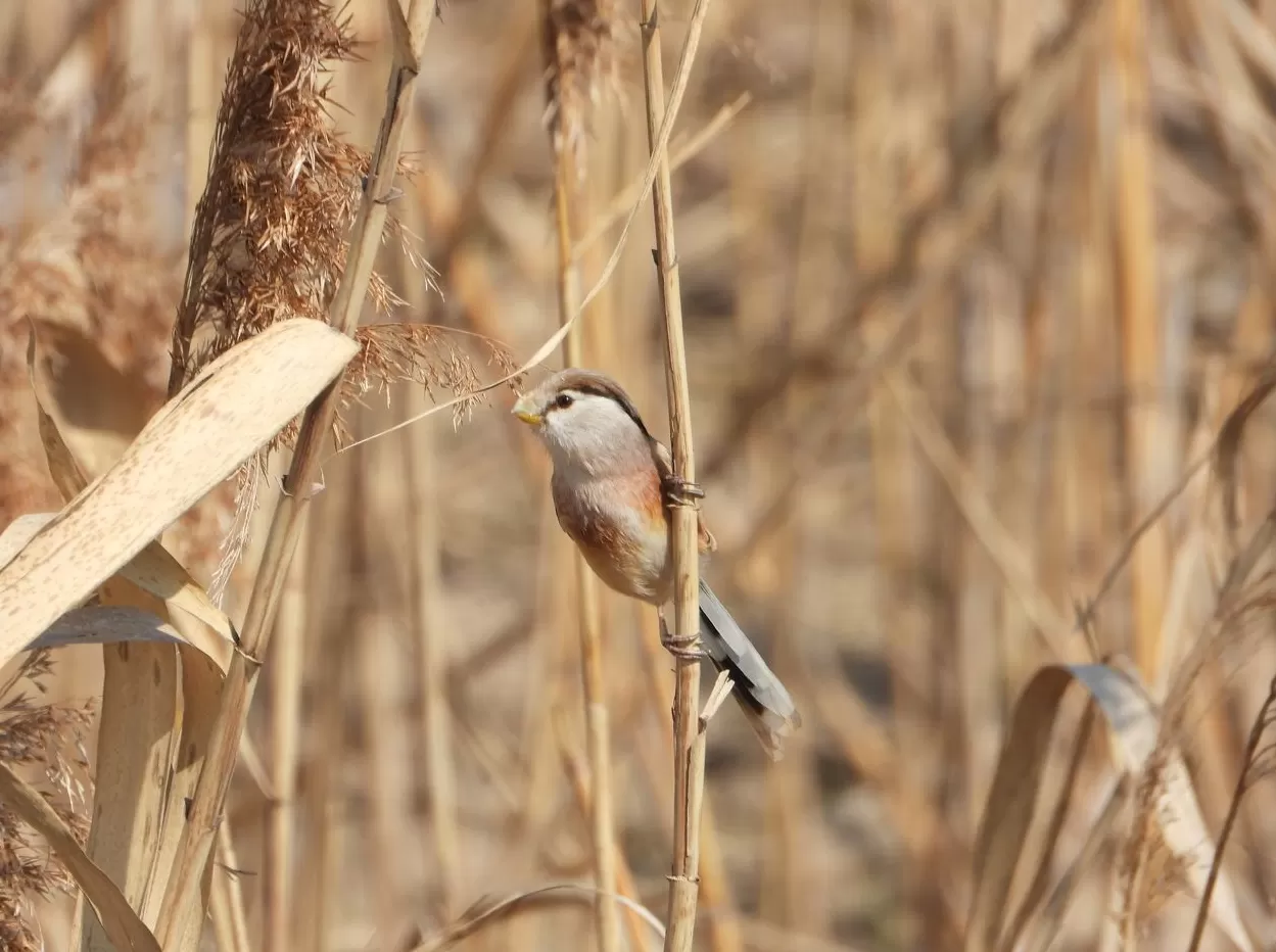 观鸟之旅:我们为什么愿意为一只鸟翻山越岭?|“不基础”旅行-第4张图片- 观鸟之旅:我们为什么愿意为一只鸟翻山越岭?|“不基础”旅行-第4张图片-