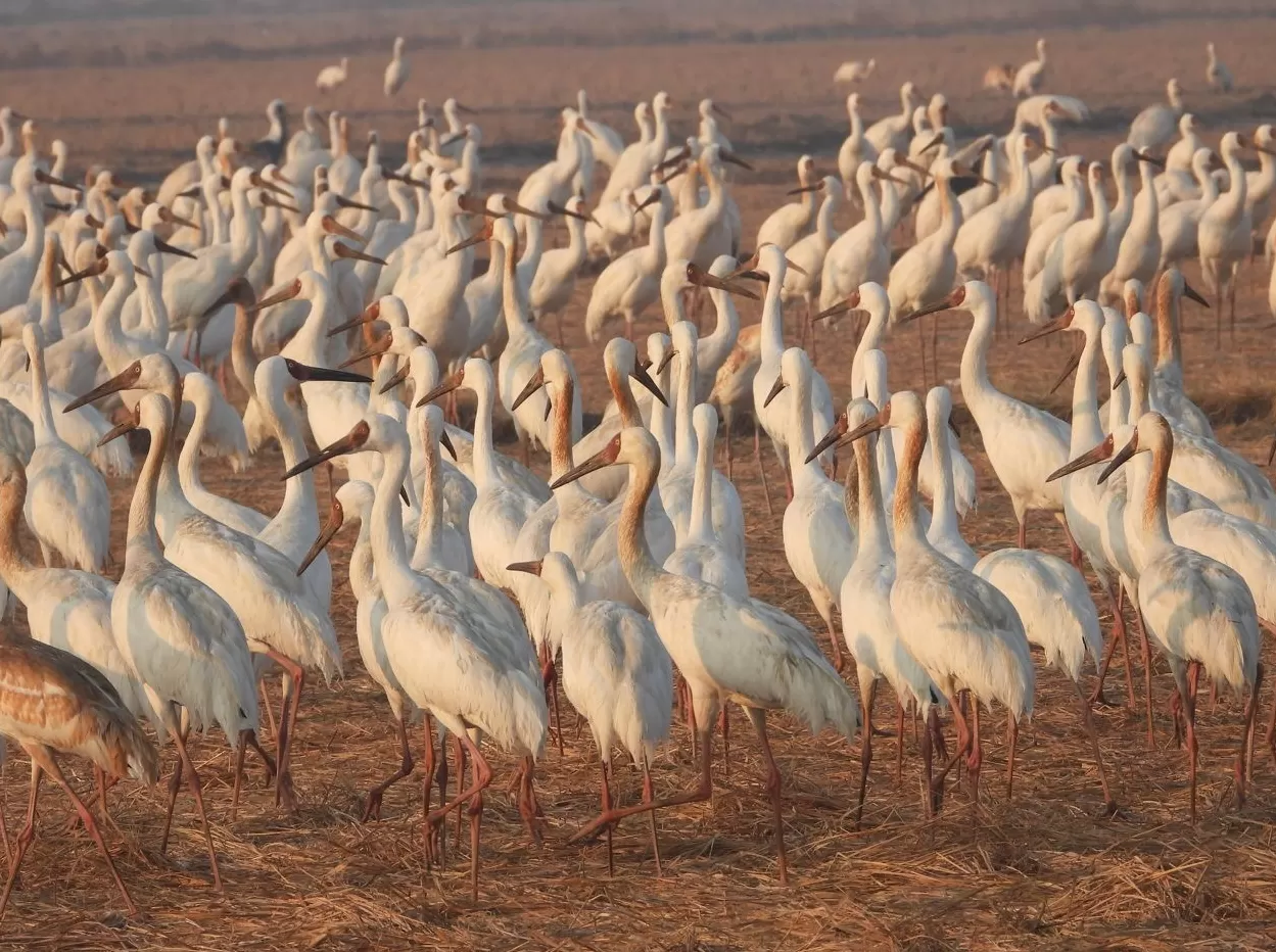 观鸟之旅:我们为什么愿意为一只鸟翻山越岭?|“不基础”旅行-第5张图片- 观鸟之旅:我们为什么愿意为一只鸟翻山越岭?|“不基础”旅行-第5张图片-