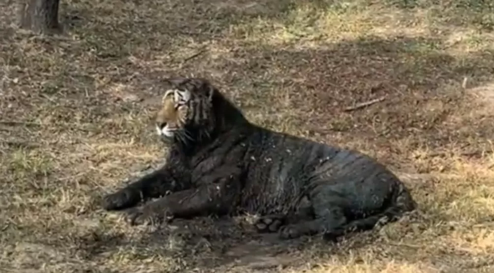 东北虎“二埋汰”脏出新高度-第1张图片- 东北虎“二埋汰”脏出新高度-第1张图片-