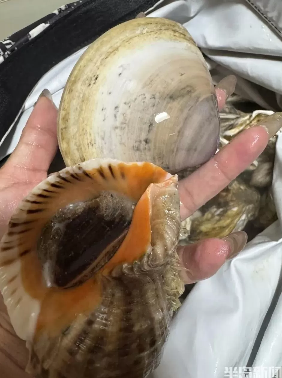 青岛这一海域,大量海鲜被冲上岸!有人赶海俩小时,捞了60多斤-第4张图片- 青岛这一海域,大量海鲜被冲上岸!有人赶海俩小时,捞了60多斤-第4张图片-