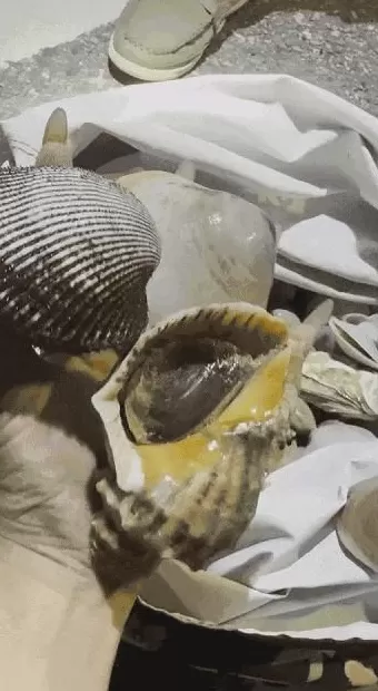 青岛这一海域,大量海鲜被冲上岸!有人赶海俩小时,捞了60多斤-第2张图片- 青岛这一海域,大量海鲜被冲上岸!有人赶海俩小时,捞了60多斤-第2张图片-