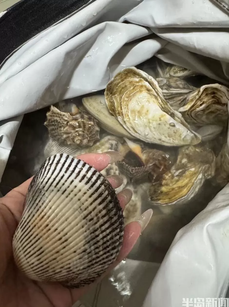 青岛这一海域,大量海鲜被冲上岸!有人赶海俩小时,捞了60多斤-第5张图片- 青岛这一海域,大量海鲜被冲上岸!有人赶海俩小时,捞了60多斤-第5张图片-