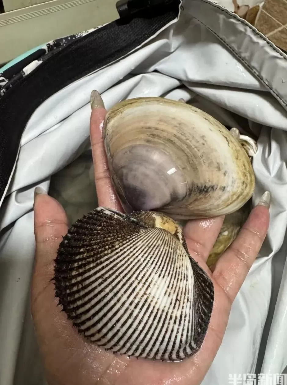 青岛这一海域,大量海鲜被冲上岸!有人赶海俩小时,捞了60多斤-第6张图片- 青岛这一海域,大量海鲜被冲上岸!有人赶海俩小时,捞了60多斤-第6张图片-