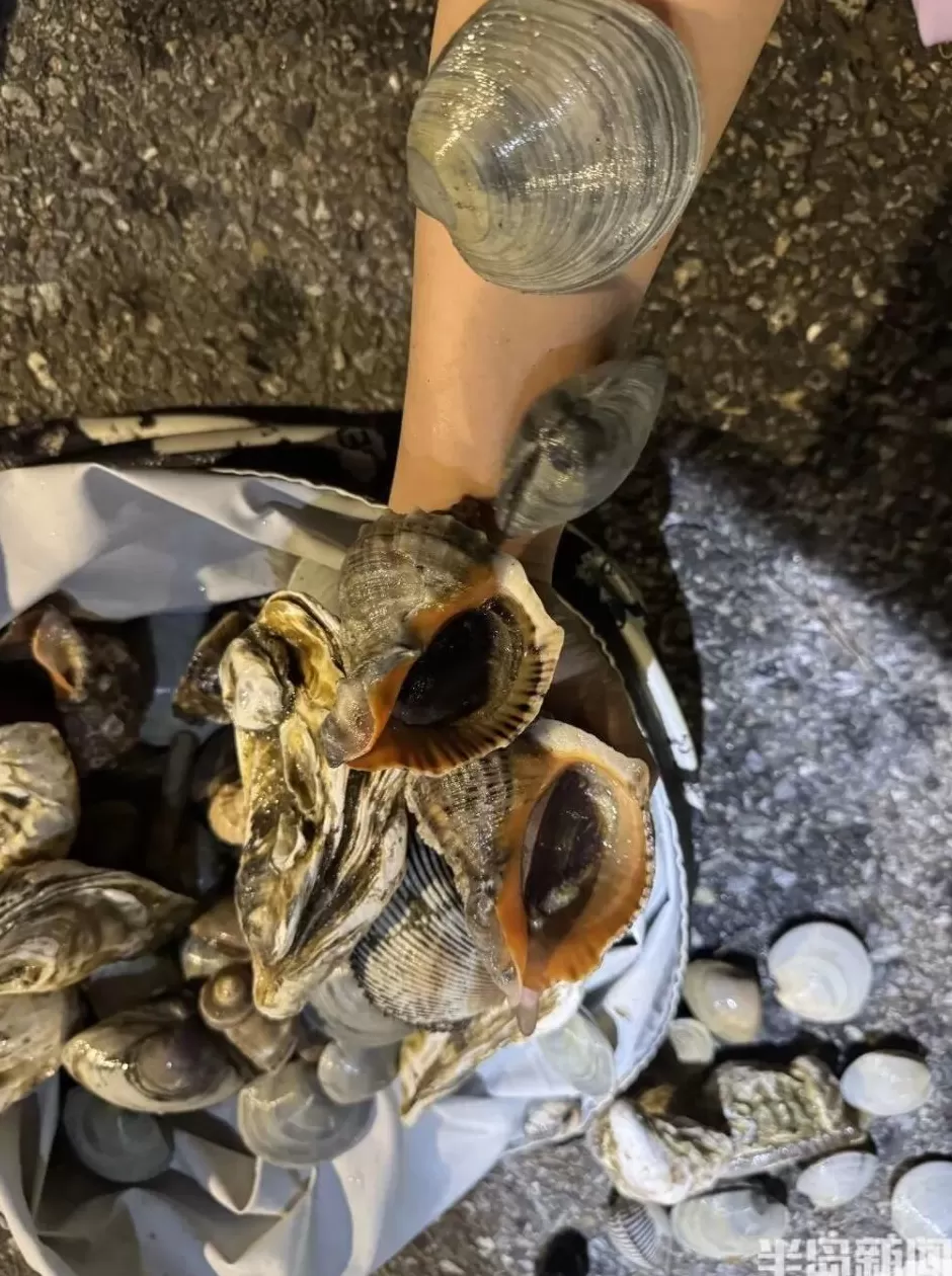 青岛这一海域,大量海鲜被冲上岸!有人赶海俩小时,捞了60多斤-第7张图片- 青岛这一海域,大量海鲜被冲上岸!有人赶海俩小时,捞了60多斤-第7张图片-