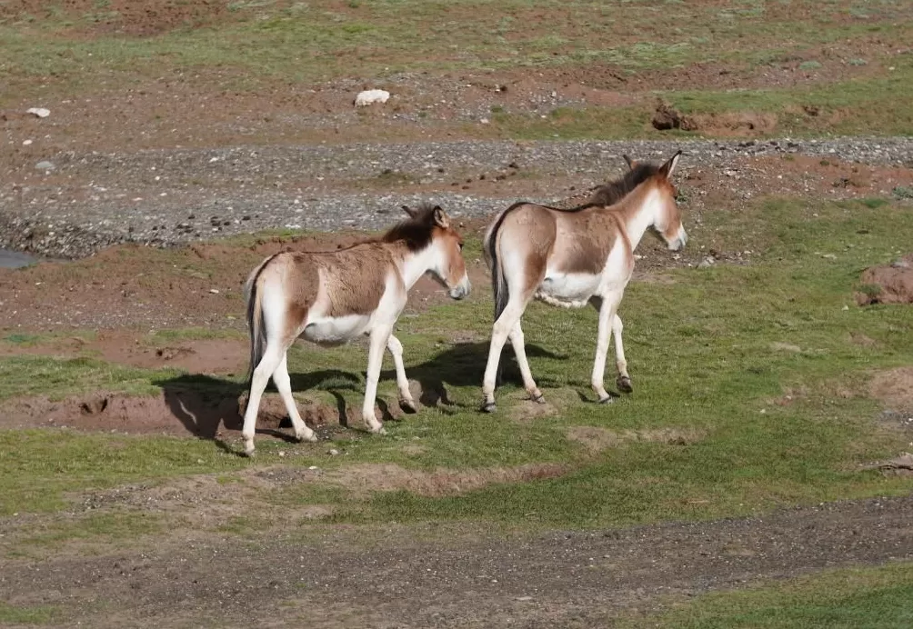 图集丨沿着109国道，从可可西里到冬克玛底冰川-第6张图片-