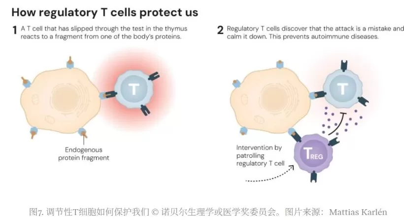 三名解答免疫系统如何受控的科学家获2025年诺贝尔生理学或医学奖-第2张图片- 三名解答免疫系统如何受控的科学家获2025年诺贝尔生理学或医学奖-第2张图片-