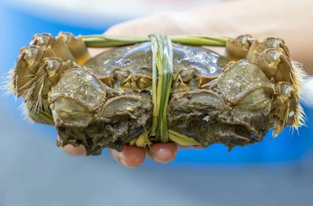 刚死不久的螃蟹，还能吃吗？-第1张图片-