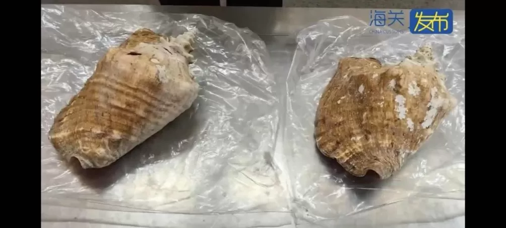 2件濒危螺壳制品入境被查,系保护物种女王凤凰螺-第1张图片- 2件濒危螺壳制品入境被查,系保护物种女王凤凰螺-第1张图片-