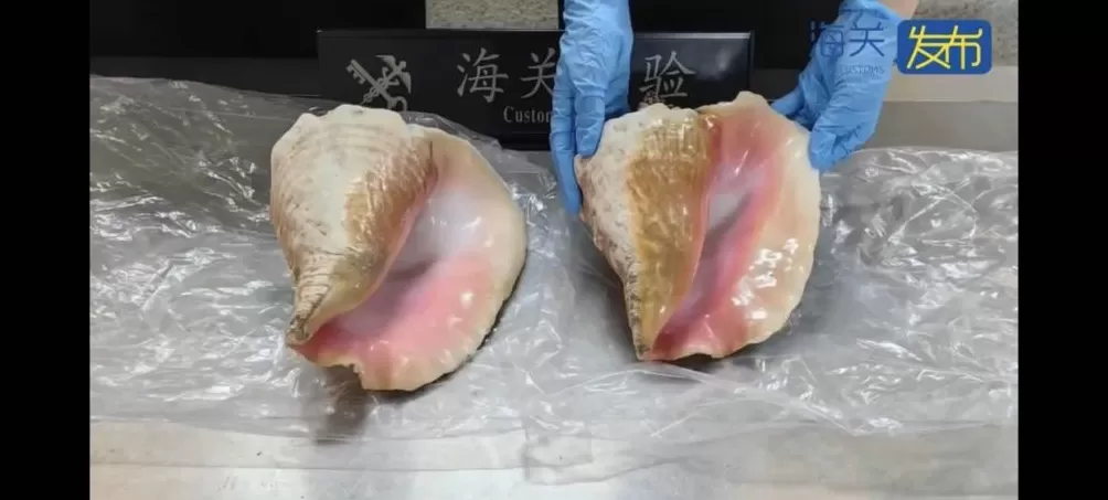 2件濒危螺壳制品入境被查,系保护物种女王凤凰螺-第2张图片- 2件濒危螺壳制品入境被查,系保护物种女王凤凰螺-第2张图片-