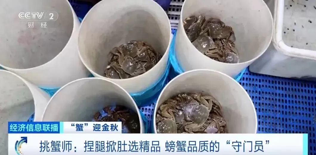 平均月收入约2万元！“挑蟹师”职业近期缺口大-第4张图片-