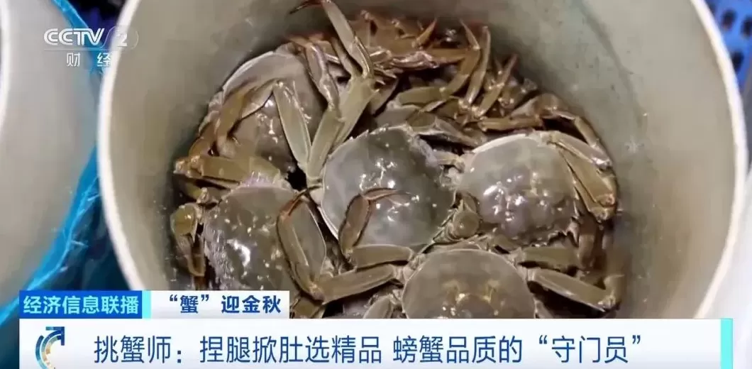 平均月收入约2万元！“挑蟹师”职业近期缺口大-第3张图片-