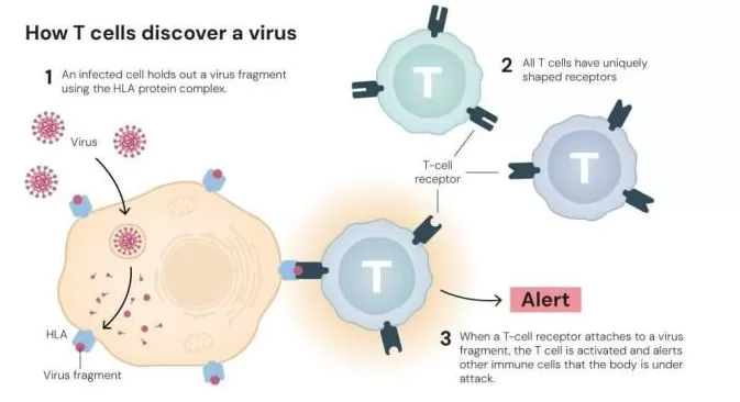 从被抛弃的假说到诺奖：他找到了免疫系统的“和平警察”-第1张图片-