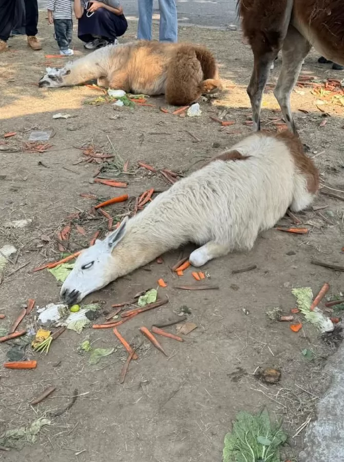 真的吃不动了！羊驼被投喂吃撑倒地翻白眼？动物园：不会撑死-第1张图片-