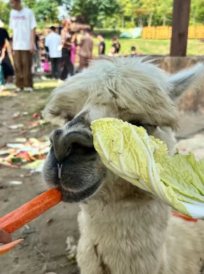 真的吃不动了！羊驼被投喂吃撑倒地翻白眼？动物园：不会撑死-第2张图片-