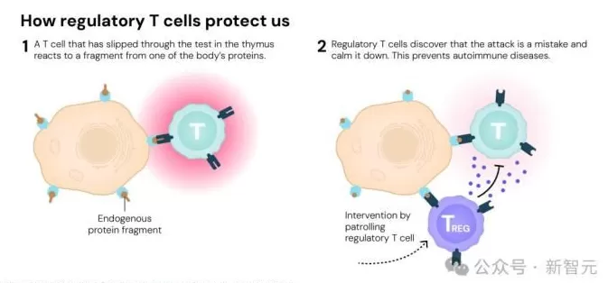 2025年诺贝尔生理学或医学奖揭晓！三位得主点燃器官移植希望-第4张图片-