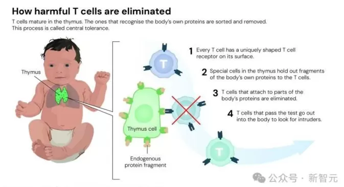 2025年诺贝尔生理学或医学奖揭晓！三位得主点燃器官移植希望-第6张图片-