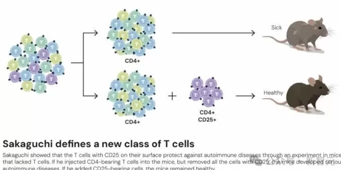 2025年诺贝尔生理学或医学奖揭晓！三位得主点燃器官移植希望-第7张图片-