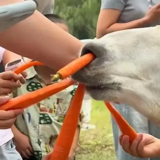 江苏一动物园羊驼被投喂，鼻孔插萝卜吃撑倒地翻白眼？园方回应：不会撑死-第3张图片-