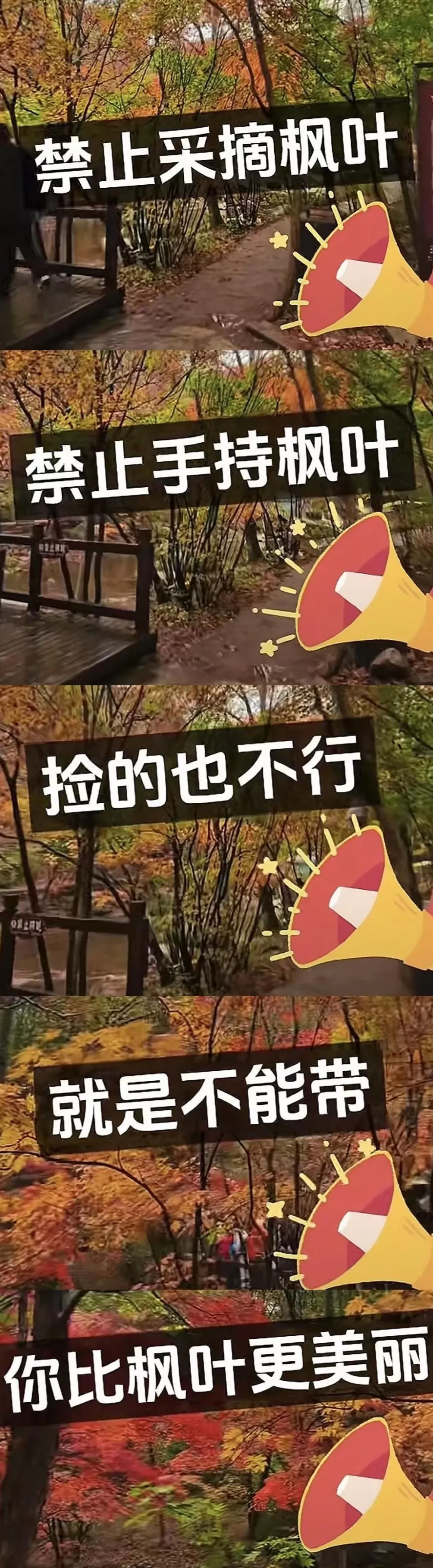 一景区禁止游客捡枫叶,是小题大做吗?-第2张图片- 一景区禁止游客捡枫叶,是小题大做吗?-第2张图片-