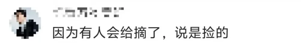 一景区禁止游客捡枫叶,是小题大做吗?-第7张图片- 一景区禁止游客捡枫叶,是小题大做吗?-第7张图片-