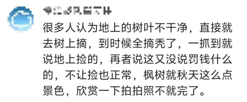 一景区禁止游客捡枫叶,是小题大做吗?-第8张图片- 一景区禁止游客捡枫叶,是小题大做吗?-第8张图片-