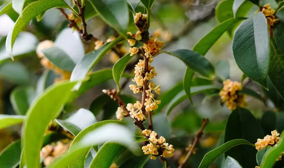 夏天“超长待机”荷花、樱花、桂花争奇斗艳,专家:不完全是乱开花-第2张图片- 夏天“超长待机”荷花、樱花、桂花争奇斗艳,专家:不完全是乱开花-第2张图片-