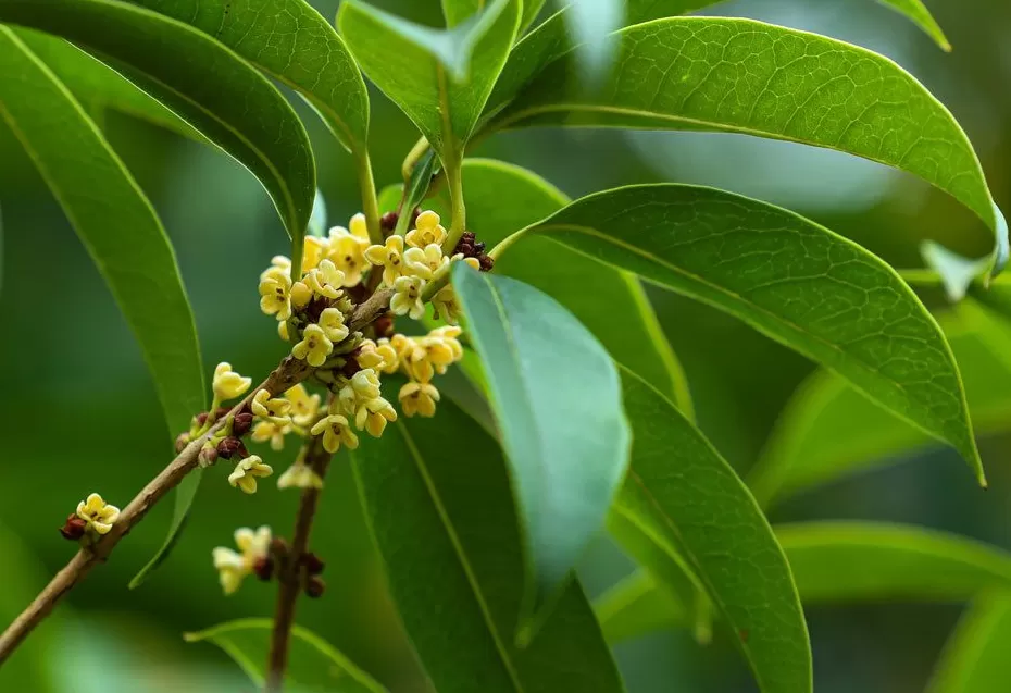 夏天“超长待机”荷花、樱花、桂花争奇斗艳,专家:不完全是乱开花-第1张图片- 夏天“超长待机”荷花、樱花、桂花争奇斗艳,专家:不完全是乱开花-第1张图片-