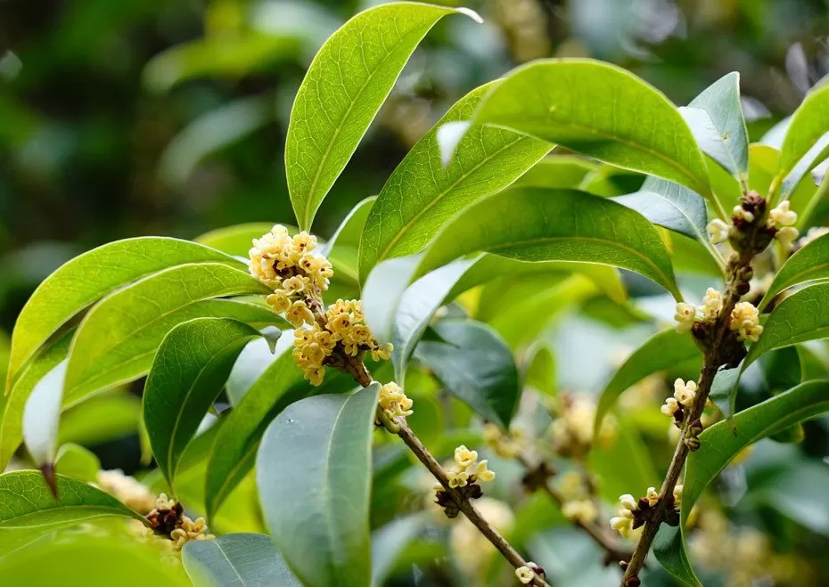 夏天“超长待机”荷花、樱花、桂花争奇斗艳,专家:不完全是乱开花-第3张图片- 夏天“超长待机”荷花、樱花、桂花争奇斗艳,专家:不完全是乱开花-第3张图片-