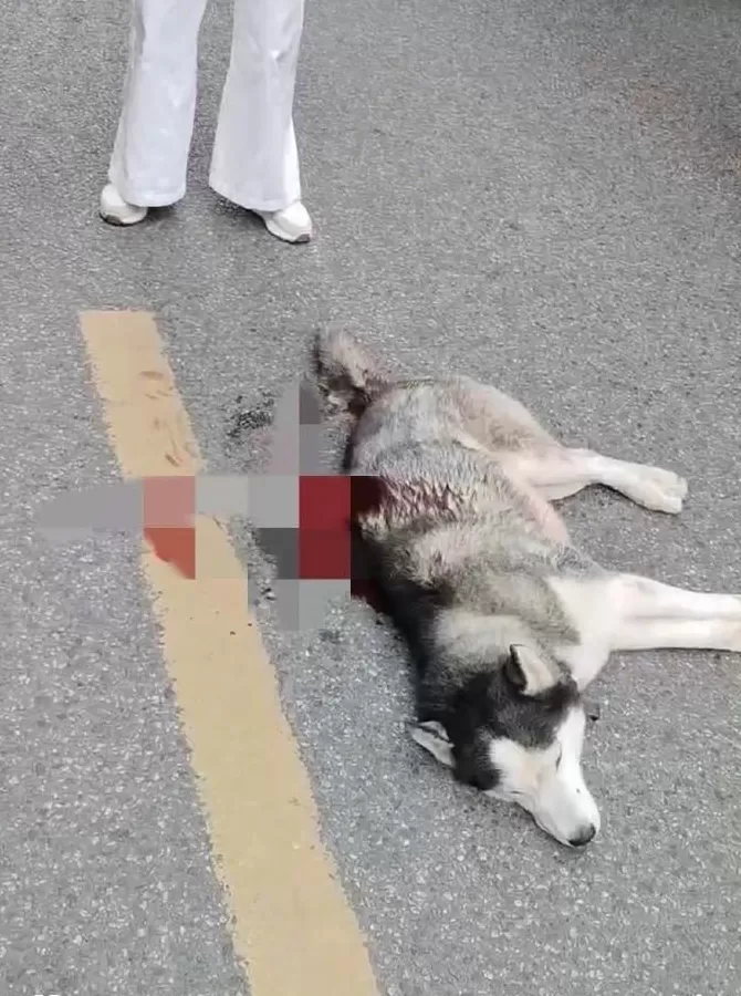 商铺老板被哈士奇咬后，用刀将其砍伤，街道办：狗伤势较重被安乐死-第1张图片-