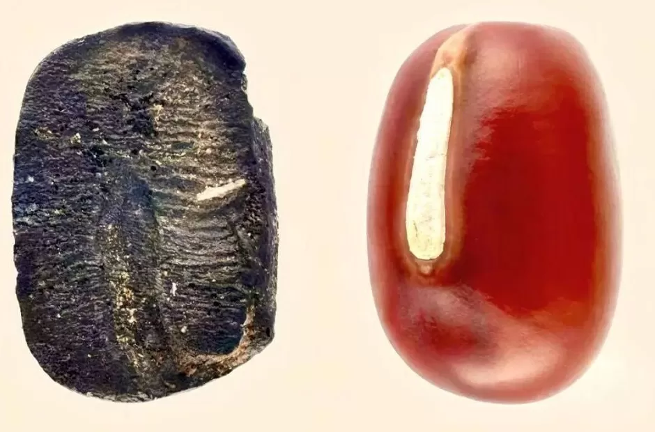 比炎黄传说还早4000年，重大考古发现：山东发现45粒9000年前炭化小豆-第1张图片-