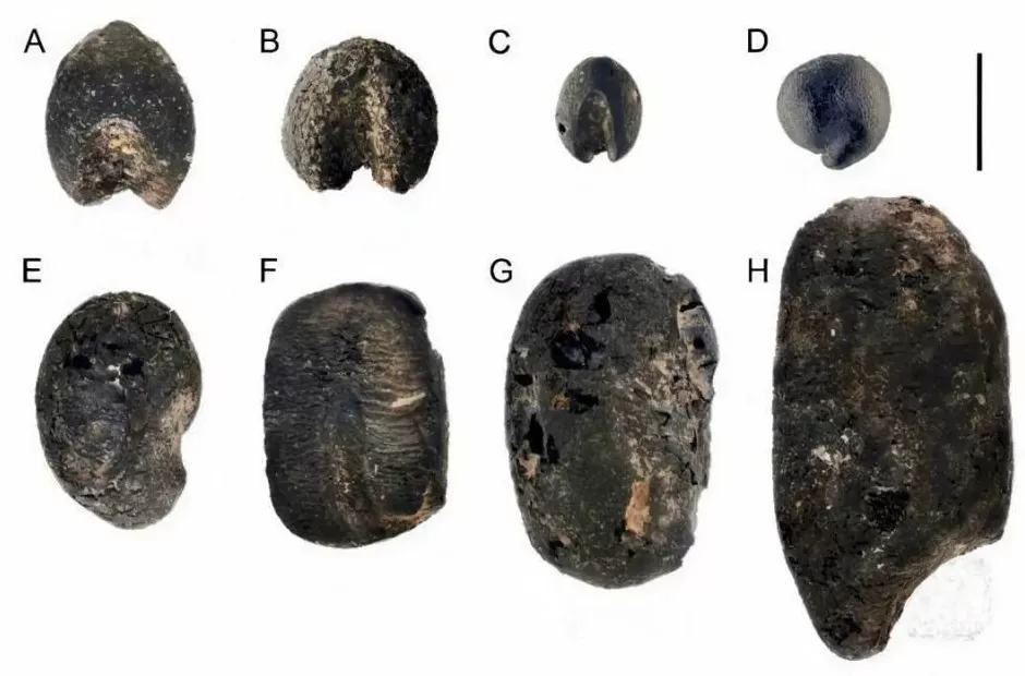 比炎黄传说还早4000年，重大考古发现：山东发现45粒9000年前炭化小豆-第2张图片-
