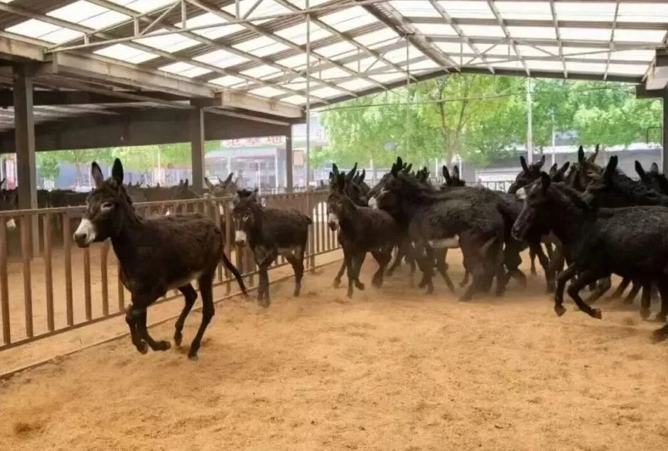 牛马不缺,驴不够了?郑州、洛阳街头驴肉汤馆卖马肉-第2张图片- 牛马不缺,驴不够了?郑州、洛阳街头驴肉汤馆卖马肉-第2张图片-