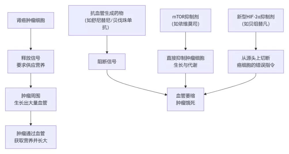 科普|靶向及免疫治疗是如何抗击肾癌的?家属该如何配合?-第1张图片- 科普|靶向及免疫治疗是如何抗击肾癌的?家属该如何配合?-第1张图片-