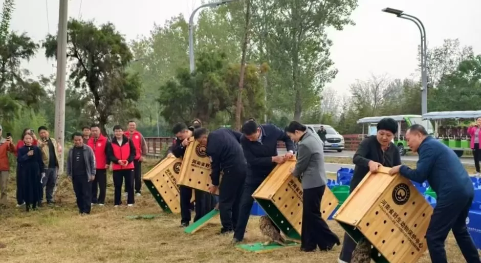 黄河滩毒死8只野生小天鹅?2人获刑!河南打击非法涉鸟专项行动来了-第6张图片- 黄河滩毒死8只野生小天鹅?2人获刑!河南打击非法涉鸟专项行动来了-第6张图片-