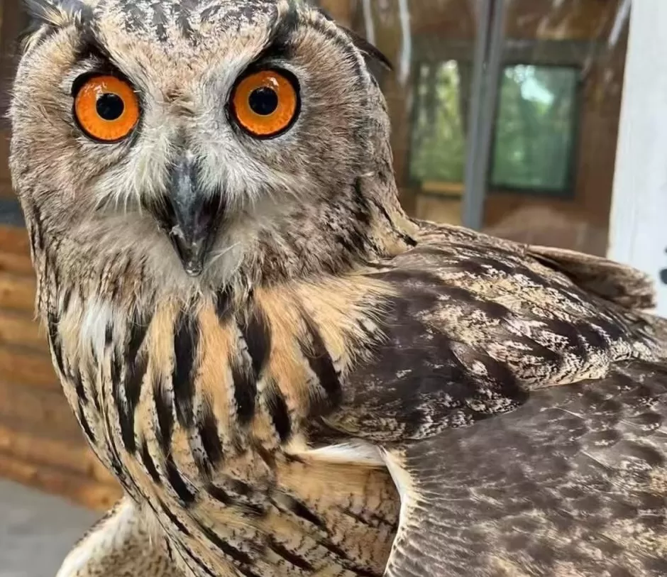 黄河滩毒死8只野生小天鹅?2人获刑!河南打击非法涉鸟专项行动来了-第5张图片- 黄河滩毒死8只野生小天鹅?2人获刑!河南打击非法涉鸟专项行动来了-第5张图片-