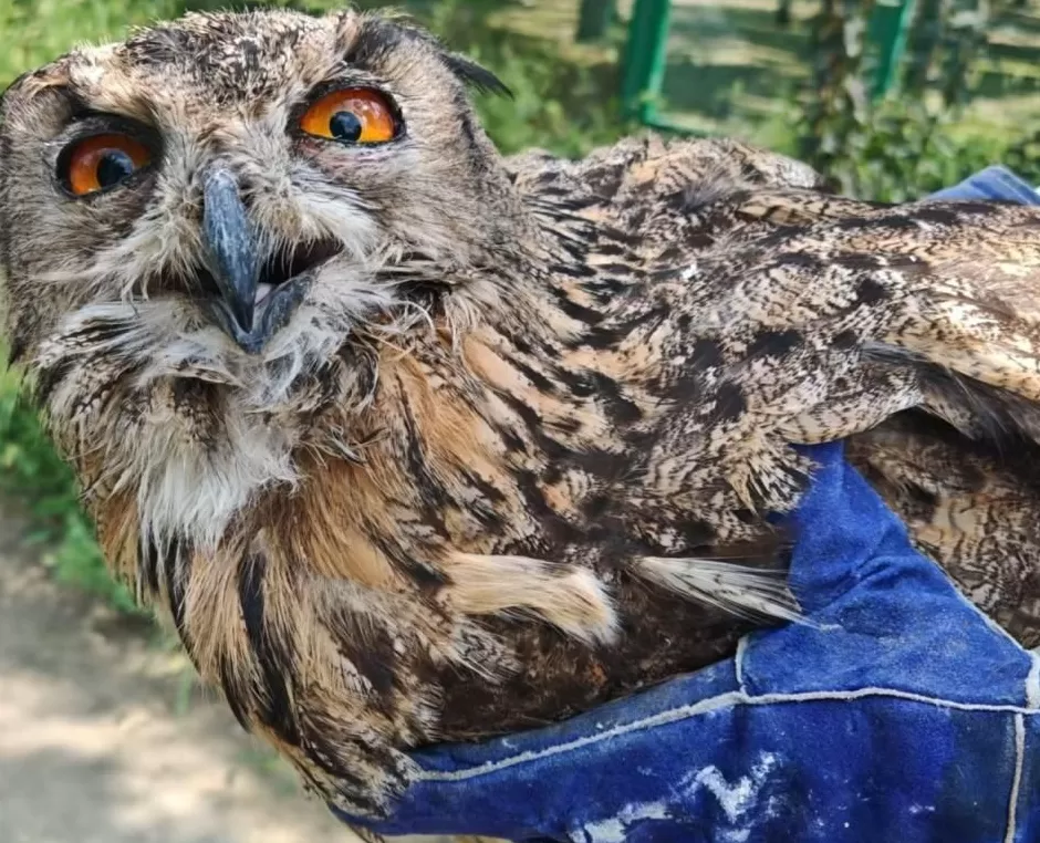 黄河滩毒死8只野生小天鹅?2人获刑!河南打击非法涉鸟专项行动来了-第4张图片- 黄河滩毒死8只野生小天鹅?2人获刑!河南打击非法涉鸟专项行动来了-第4张图片-